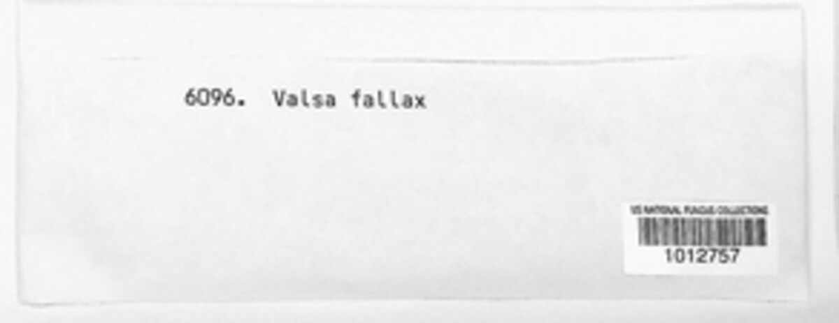 Valsa fallax image